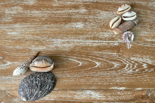 Ahşap desenli bir tahtanın üzerinde duran çok renkli deniz kabuklarıyla arka plan
