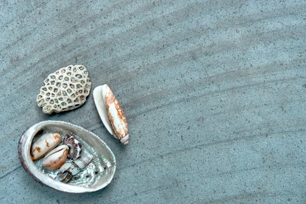 Background Multicolored Sea Shells Lying Stone Textured Slab — Stock Photo, Image