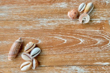 Ahşap desenli bir tahtanın üzerinde duran çok renkli deniz kabuklarıyla arka plan