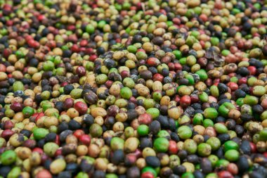 Yerde yeşil, sarı, kırmızı ve mavi renkli taze kahve çekirdekleri var..