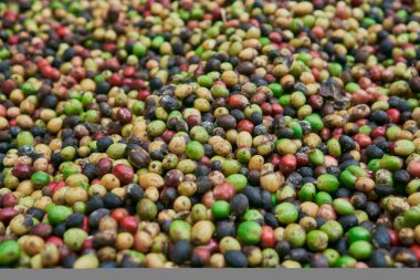 Yerde yeşil, sarı, kırmızı ve mavi renkli taze kahve çekirdekleri var..