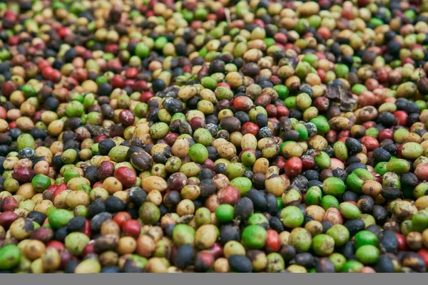 Yerde yeşil, sarı, kırmızı ve mavi renkli taze kahve çekirdekleri var..