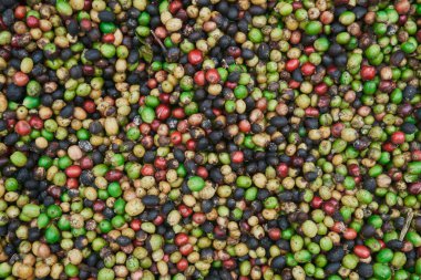 Yerde yeşil, sarı, kırmızı ve mavi renkli taze kahve çekirdekleri var..
