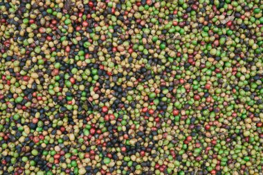 Yerde yeşil, sarı, kırmızı ve mavi renkli taze kahve çekirdekleri var..