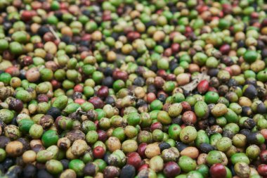 Yerde yeşil, sarı, kırmızı ve mavi renkli taze kahve çekirdekleri var..