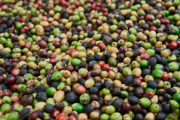 Yerde yeşil, sarı, kırmızı ve mavi renkli taze kahve çekirdekleri var..