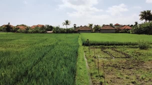 Vídeo Campos Verdes Arroz Com Casas Com Telhados Vermelhos Palmeiras — Vídeo de Stock