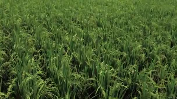 Vídeo Campos Verdes Arroz Com Casas Com Telhados Vermelhos Palmeiras — Vídeo de Stock