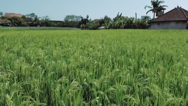 Vídeo Campos Verdes Arroz Com Casas Com Telhados Vermelhos Palmeiras — Vídeo de Stock