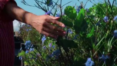 Kırmızı gömlekli genç bir kız doğaya gider ve elleriyle çimenlere dokunur.