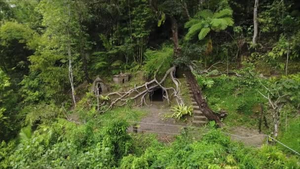 Dron Video Natáčení Zeleného Údolí Jeskyní Mezi Palmovým Lesem Kořeny — Stock video