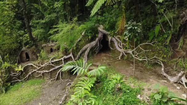 Dron Video Natáčení Zeleného Údolí Jeskyní Mezi Palmovým Lesem Kořeny — Stock video