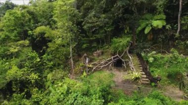 İnsansız hava aracı, ağaç köklü bir palmiye ormanının içinde mağarası olan yeşil bir vadiden çekim yapıyor.
