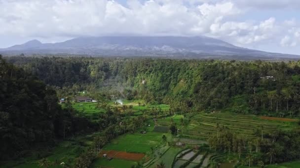 Drone Video Fotografering Grön Dal Med Risfält Och Palmer Bali — Stockvideo