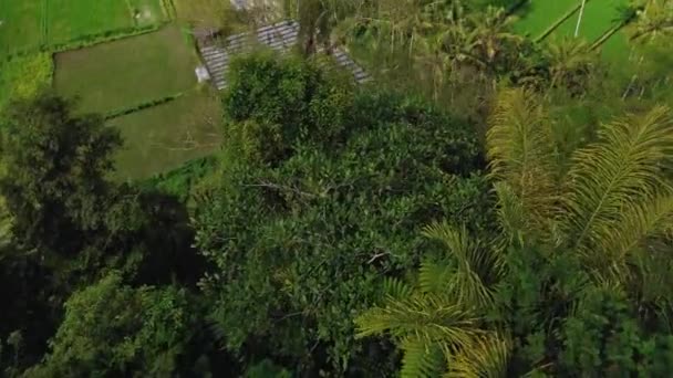 Drone Video Maken Van Een Groene Vallei Met Rijstvelden Palmbomen — Stockvideo