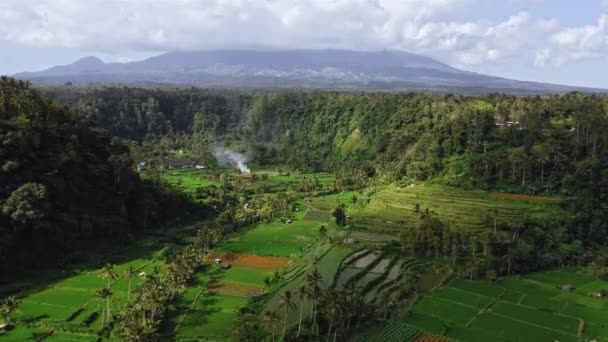 Drone Vídeo Atirando Vale Verde Com Campos Arroz Palmeiras Ilha — Vídeo de Stock