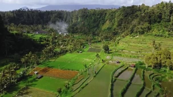 Drone Vídeo Atirando Vale Verde Com Campos Arroz Palmeiras Ilha — Vídeo de Stock