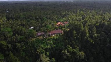Bali adasındaki bir palmiye ormanının ortasında duran yeşil bir vadiden insansız hava aracı görüntüsü.