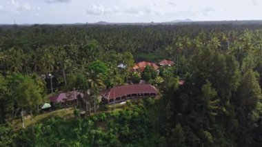 Bali adasındaki bir palmiye ormanının ortasında duran yeşil bir vadiden insansız hava aracı görüntüsü.