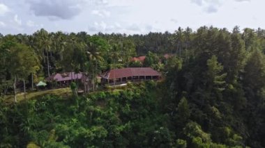 Bali adasındaki bir palmiye ormanının ortasında duran yeşil bir vadiden insansız hava aracı görüntüsü.