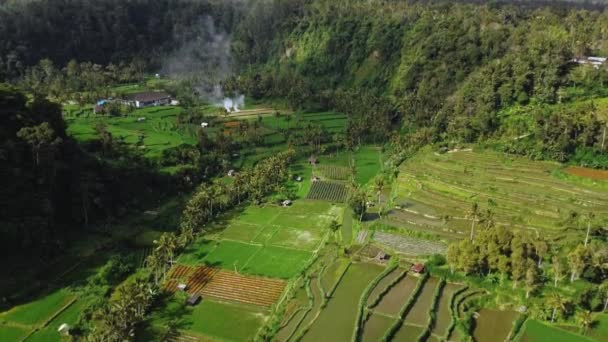Дрон Видео Съемки Зеленой Долине Рисовыми Полями Пальмами Острове Бали — стоковое видео