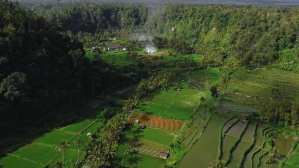 Drone Vídeo Atirando Vale Verde Com Campos Arroz Palmeiras Ilha — Vídeo de Stock