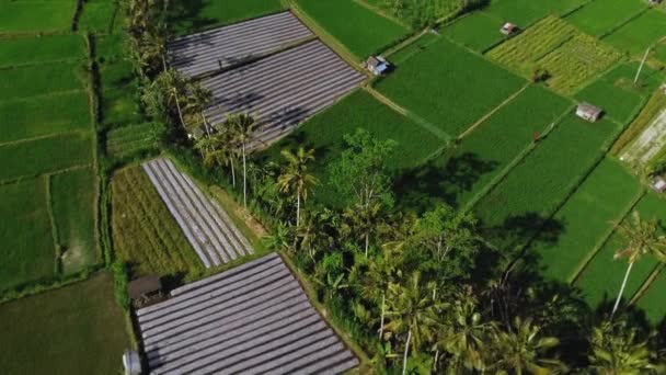 Drone Vídeo Atirando Vale Verde Com Campos Arroz Palmeiras Ilha — Vídeo de Stock