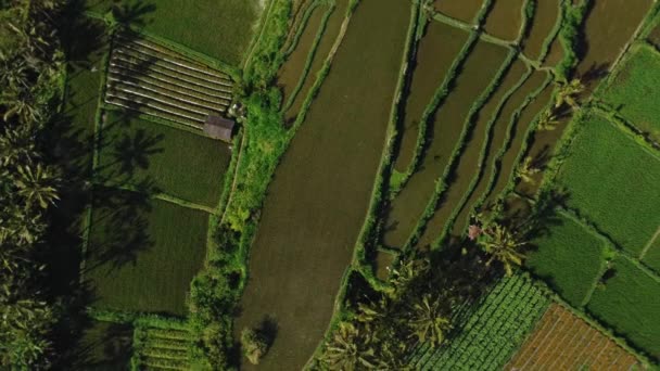 Дрон Видео Съемки Зеленой Долине Рисовыми Полями Пальмами Острове Бали — стоковое видео