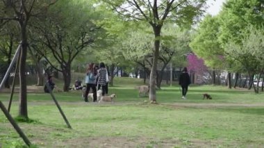 SEOUL, Güney Kore - 20 MAYIS 2019: İnsanlar yeşil parkın etrafında köpeklerinin tasmasını ağaçlarla geziyor