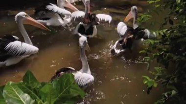 Büyük Avustralyalı pelikan sürüleri sudaki her zamanki yaşam alanlarında yeşil çimenler ve yayılarak avlanıyorlar.