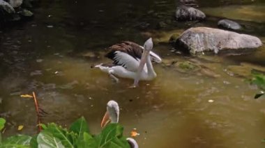 Büyük Avustralyalı pelikan sürüleri sudaki her zamanki yaşam alanlarında yeşil çimenler ve yayılarak avlanıyorlar.