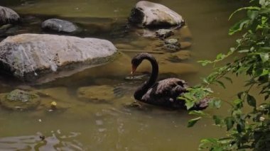 Siyah kuğu ormanda suyun içinde duruyor. Büyük beyaz pelikan sürüsünden ayrı.
