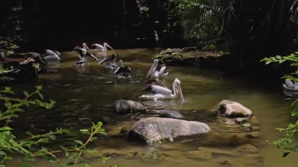Flocks Large Australian Pelicans Water Fishing Usual Habitat Green Grass — Stock Video