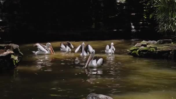 Flockar Stora Australiska Pelikaner Vattnet Fiske Sin Vanliga Livsmiljö Med — Stockvideo