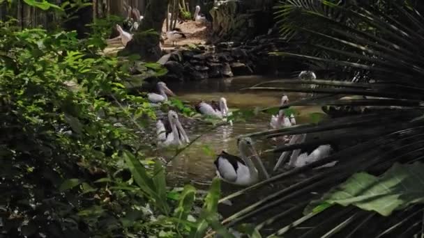 Zwermen Grote Australische Pelikanen Het Water Die Vissen Hun Gebruikelijke — Stockvideo