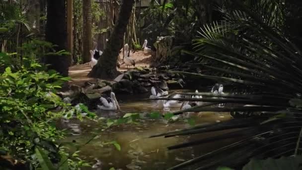 Σμήνη Μεγάλων Πελεκάνων Της Αυστραλίας Στο Νερό Που Αλιεύουν Στο — Αρχείο Βίντεο