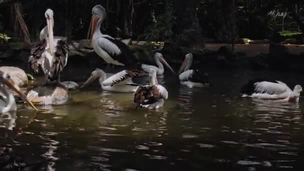 Flockar Stora Australiska Pelikaner Vattnet Fiske Sin Vanliga Livsmiljö Med — Stockvideo