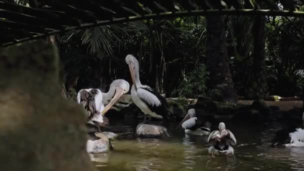 Manadas Grandes Pelícanos Australianos Agua Pescando Hábitat Habitual Con Hierba — Vídeo de stock