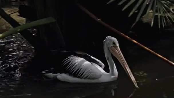 Bandos Grandes Pelicanos Australianos Pesca Água Seu Habitat Habitual Com — Vídeo de Stock