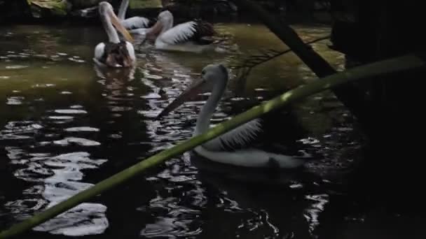 Manadas Grandes Pelícanos Australianos Agua Pescando Hábitat Habitual Con Hierba — Vídeo de stock