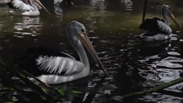 Manadas Grandes Pelícanos Australianos Agua Pescando Hábitat Habitual Con Hierba — Vídeo de stock