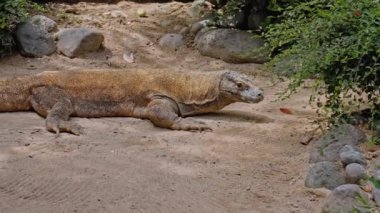 Komodo adasından bir kertenkele. Kumda, taşlarla çevrili bir yaşam alanı.