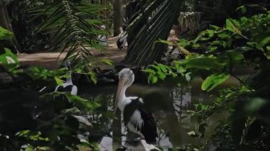 Büyük Avustralyalı pelikan sürüleri sudaki her zamanki yaşam alanlarında yeşil çimenler ve yayılarak avlanıyorlar.
