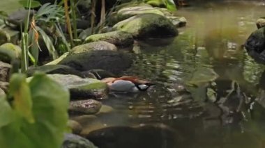 Büyük Avustralyalı pelikan sürüleri sudaki her zamanki yaşam alanlarında yeşil çimenler ve yayılarak avlanıyorlar.