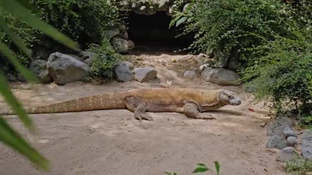 Lucertola Isola Komodo Habitat Abituale Sabbia Con Pietre — Video Stock