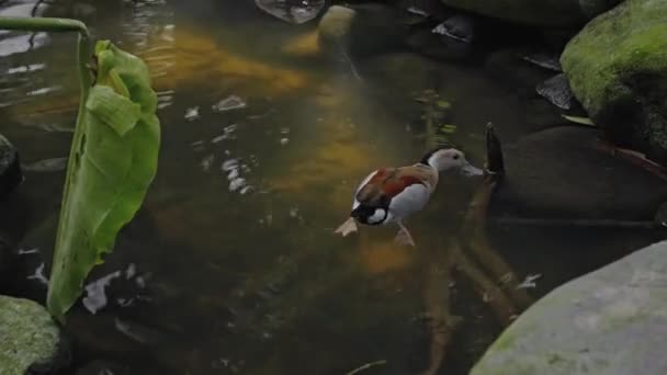 Стаи Крупных Австралийских Пеликанов Рыбалке Воде Обычной Среде Обитания Зеленой — стоковое видео