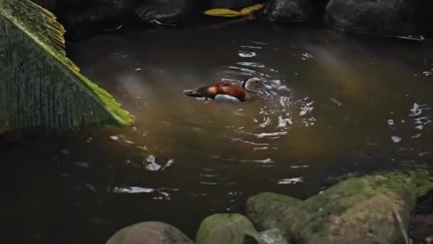 Manadas Grandes Pelícanos Australianos Agua Pescando Hábitat Habitual Con Hierba — Vídeo de stock