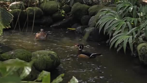 Manadas Grandes Pelícanos Australianos Agua Pescando Hábitat Habitual Con Hierba — Vídeo de stock