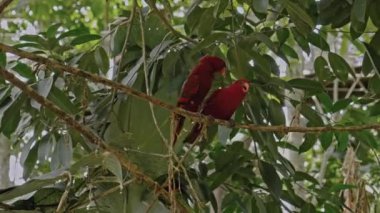Bir grup papağan lori. Mavi ve siyah tüylü. Bir ağaç dalında her zamanki habitatlarında.