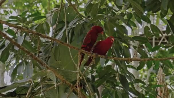 가지에 일반적 서식지에서 파랑새와 깃털이 어우러져 앵무새 — 비디오